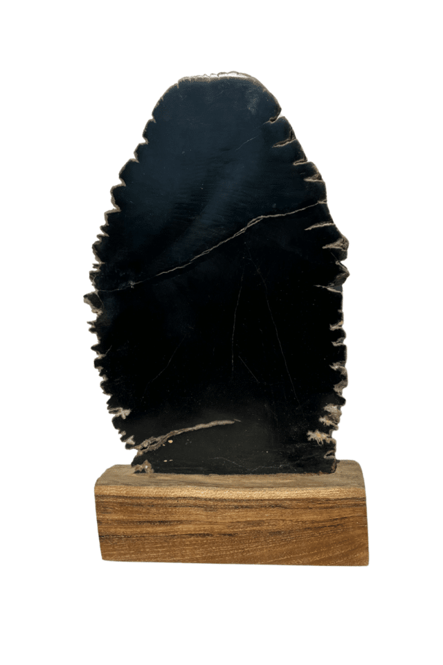 zwarte fossiele decoratie Versteend hout op statief 18x5x32 cm